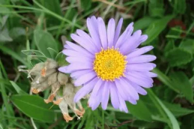 fleur
