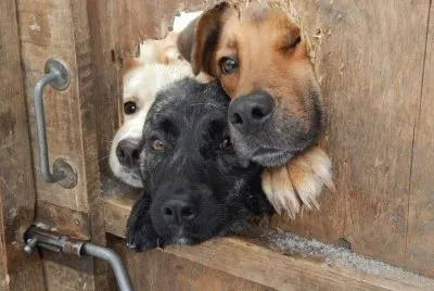 let me see
