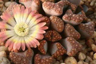 flores