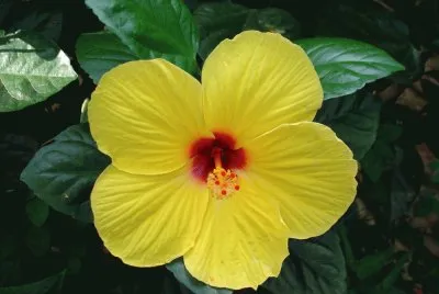 fleur