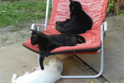 MIS GATOS JUGANDO