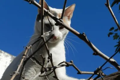 GATITA MILI