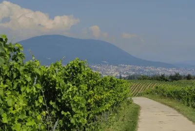 פאזל של vignoble neuchÃ¢telois
