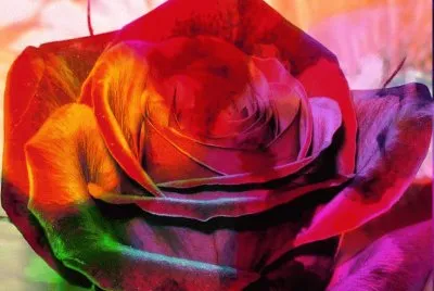 Amazing Rose
