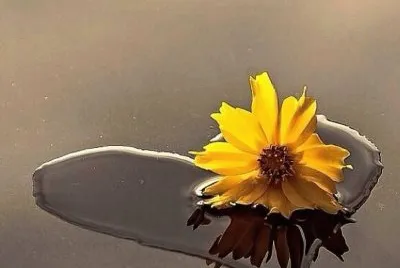 flor