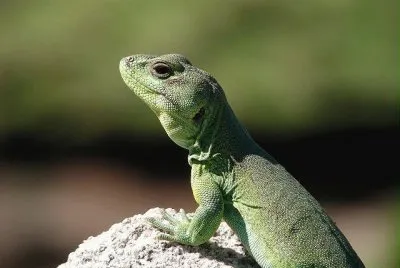 pristidactylus achalensis