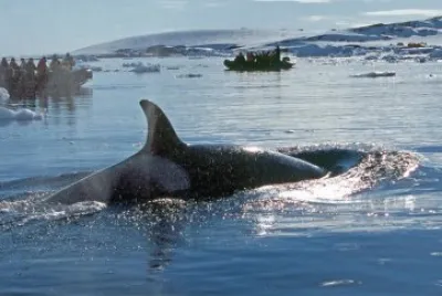 Orca en la AntÃ¡rtida Argentina