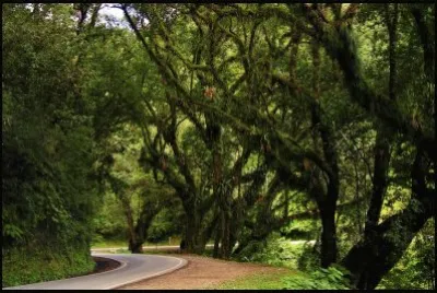 פאזל של Yungas en la Provincia de Salta. Argentina