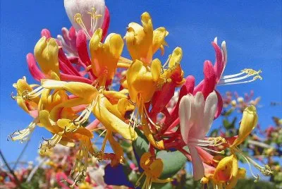 flor