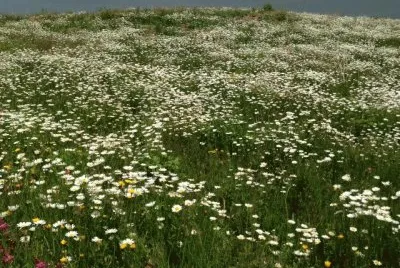 פאזל של marguerites