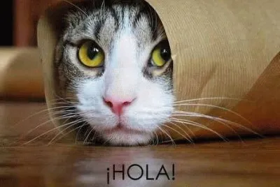 gato