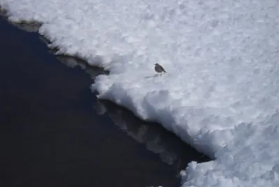 פאזל של Laguna Grande La Overa. San Juan. Argentina