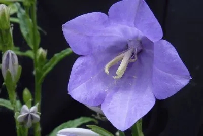 campanule