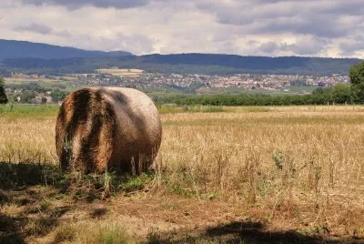 פאזל של aprÃ¨sla moisson