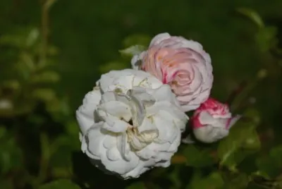 פאזל של Rosas