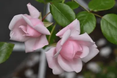 פאזל של Dos rosas