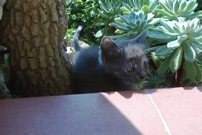micio