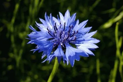 bleuet