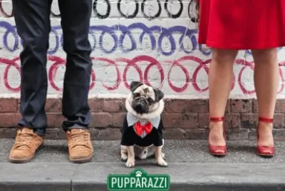 Gorgeous Pug named Pugger