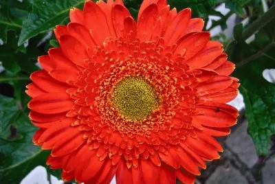 gerbera
