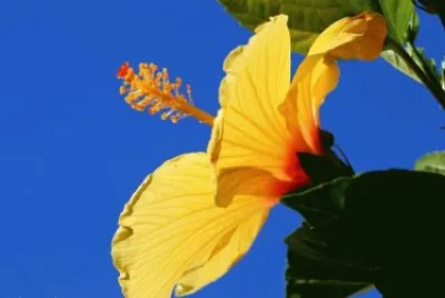 פאזל של Hibisco Amarelo