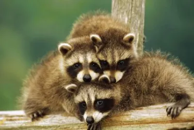 racoon
