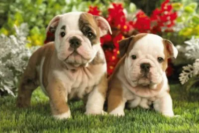 bulldog