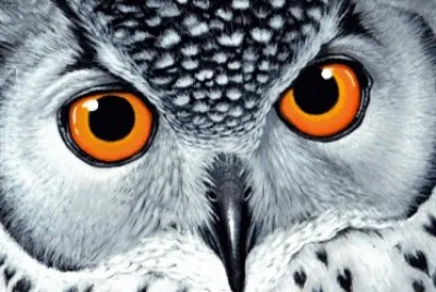 owl
