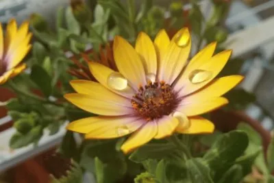marguerite du cap