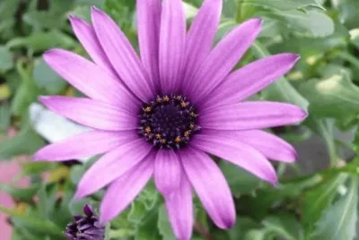 fleur