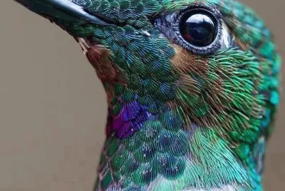 bird