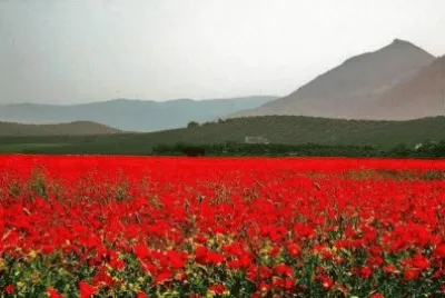 פאזל של amapolas