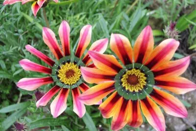 gazania
