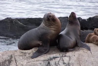 leones marinos