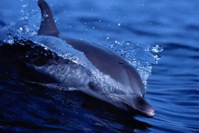 LOS DELFINES SON LOS SERES MÃS INTELIGENTES jigsaw puzzle