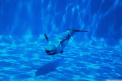 LOS DELFINES EN SU CLASE DE NATACIÃ“N jigsaw puzzle