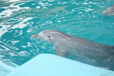 LA CERCANÃA DE LOS DELFINES CON  EL HUMANO jigsaw puzzle
