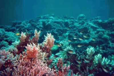 פאזל של BELLEZAS MARINAS