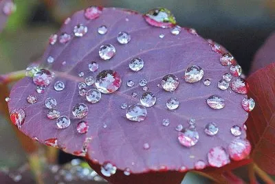 bajola lluvia jigsaw puzzle