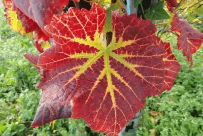 feuille de vigne
