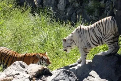 En TemaikÃ©n. Buenos Aires. Argentina jigsaw puzzle