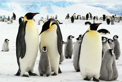 pingÃ¼inos en la AntÃ¡rtida.