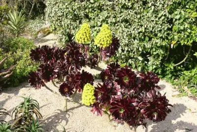 aeonium arboreum