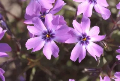 phlox