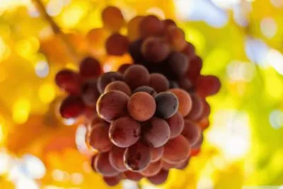 grapes