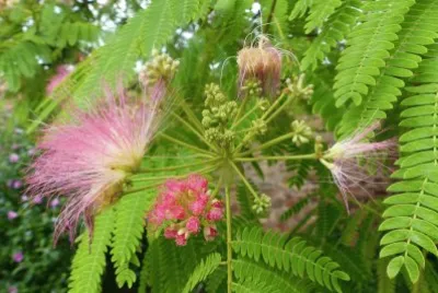 japanischer Seidnbaum