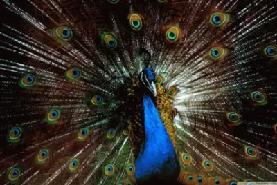 peacock jigsaw puzzle