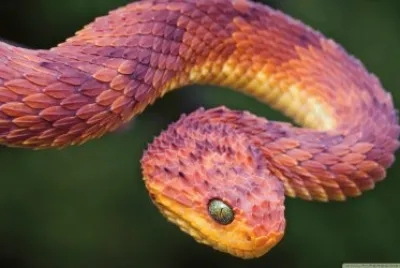 viper jigsaw puzzle