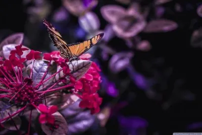 butterfly