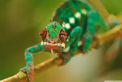 chameleon